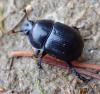 Anoplotrupes stercorosus